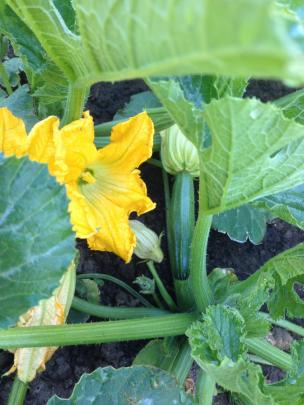 Keep courgettes picked when small.