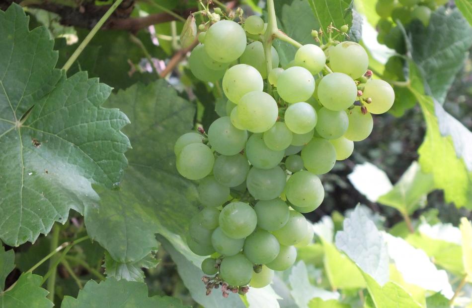 Less watering is needed as grapes ripen.