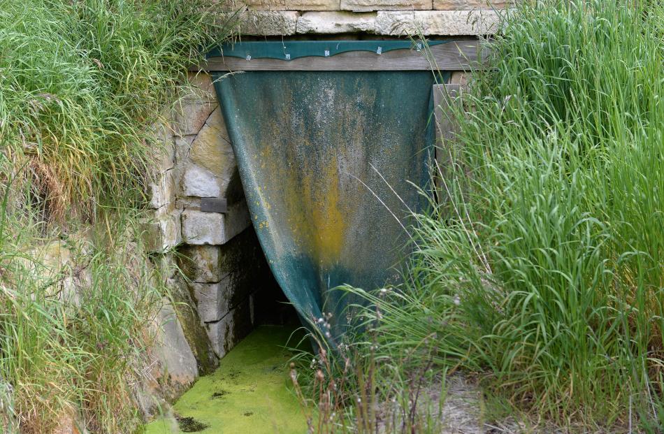 The entrance to the water race where the Whitestone Cheese team and Allister Calder went searching for the elusive P. roqueforti. Photos: Simon Berry