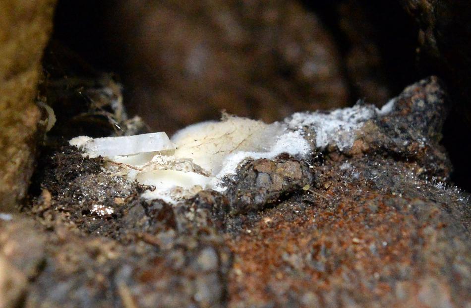 Mould found in the Ardgowan farm cave. Unfortunately, the search didn’t uncover any P. rocqueforti.