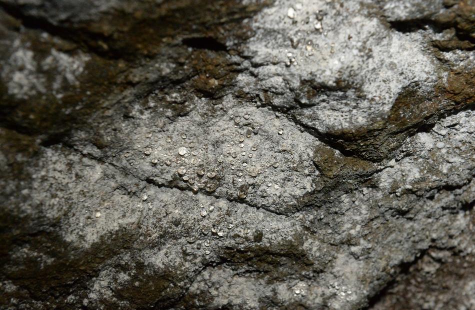 The droplets of water on the cave walls show the conditions needed to grow P. roqueforti are present.