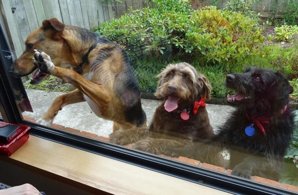 Dogs Loki, Winnie and Stella watch from the courtyard as Christmas brunch is prepared. Photo: Ann Wood