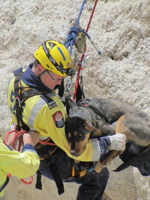 Two year old Huntaway Bowie is harnessed to safety yesterday after becoming stuck on a cliff...