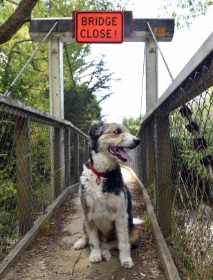 Golly the dog pauses on the footbridge yesterday after unknown persons removed wooden boards and a sign blocking access.