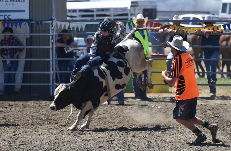 Lochie Cowan, of Kurow, stays aboard in the junior steer ride at the Wanaka Rodeo.