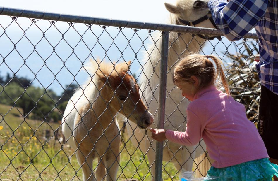 Millie Nicol (3), of Purakaunui, feeds a foal at a friend's farm in Warrington. Photo: Leah Nicol