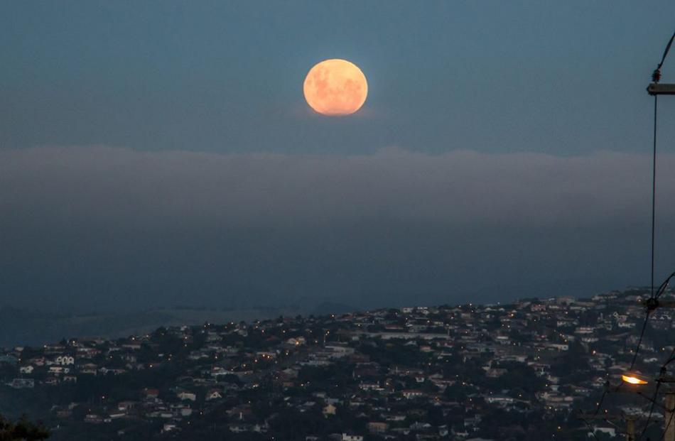 A wolf moon rises over Otago Harbour in Dunedin.  Photo: Brad Phipps