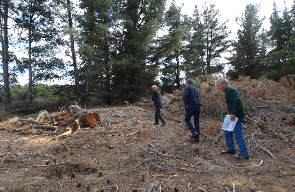Thirteen trees were cut down  near where the punt anchor was located. Walking through the site...