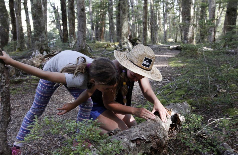  Beau-Qay Christensen and her daughter Emily Brookes (8) search for huhu grubs at  Mavora Lakes....