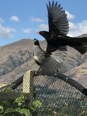 A quail is on lookout as a blackbird flies past a Wanaka garden on Wednesday. Photo: Grant Umbers
