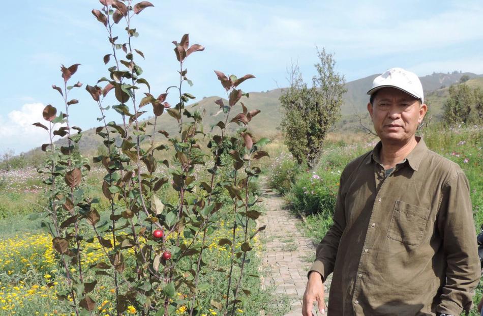 Prof Guan with one of the newly-planted wild apple trees in China’s Ili Botanic Garden. Photos: Charmian Smith