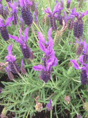 Lavender grows well from softwood or tip cuttings. 