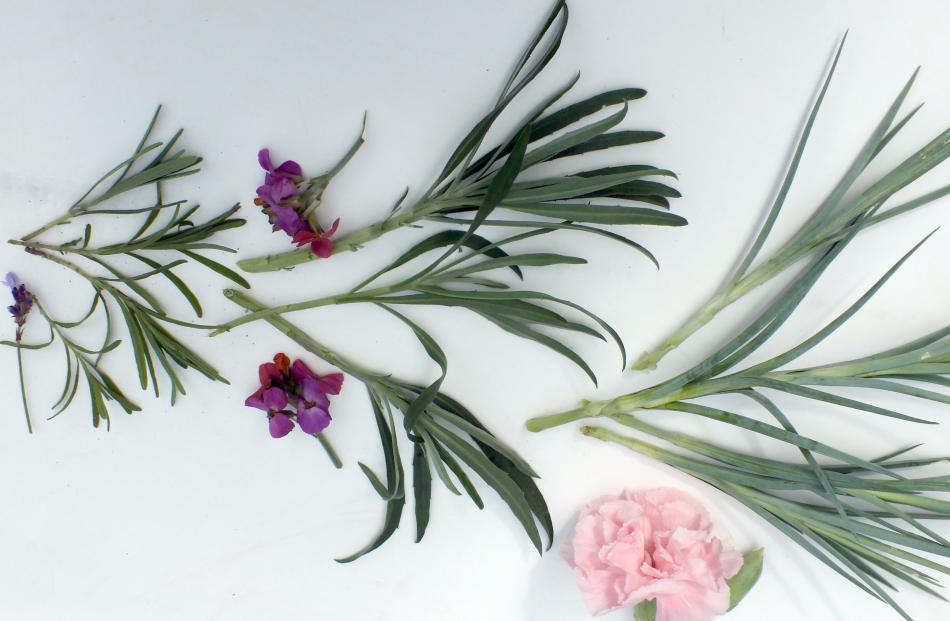 English lavender, perennial wallflower and Otaki Pink carnation cuttings ready for planting....