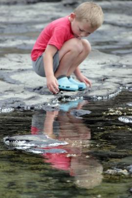 Drew Szavay (5) spent hours discovering all the creatures in the rock pools on the petrified...