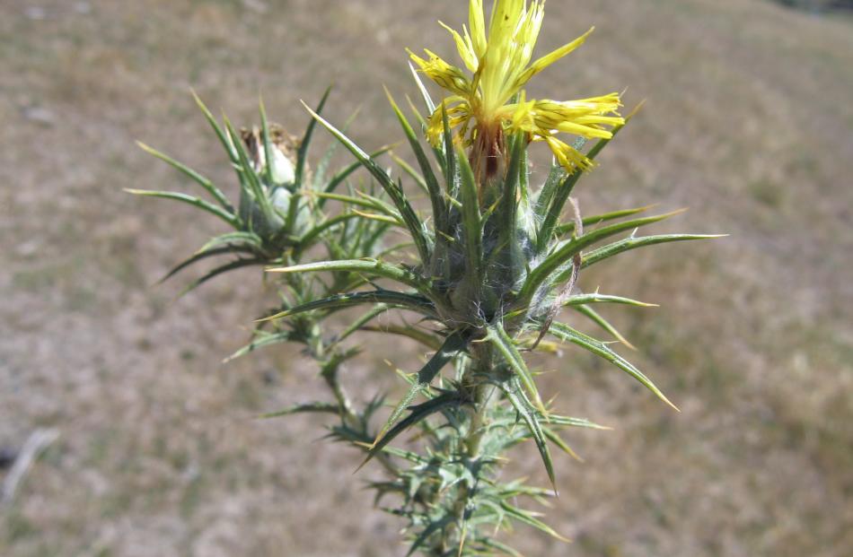 ECan wants to hear from anyone who finds saffron thistle so it can be eradicated from Canterbury. Photo: Allied Press Files