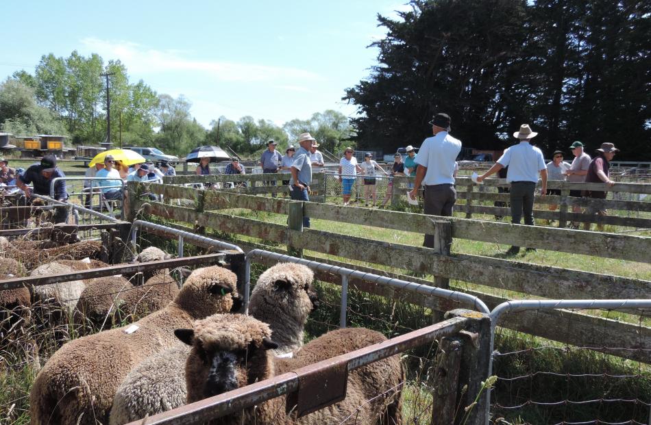 A sheep awaiting its turn in the ring gets close to the lens as the sale continues in the background. 