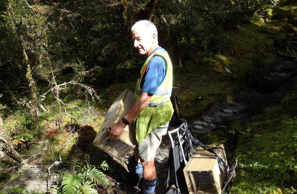 Matukituki Charitable Trust volunteer John Hogg with traps he has carried on his back up the West...