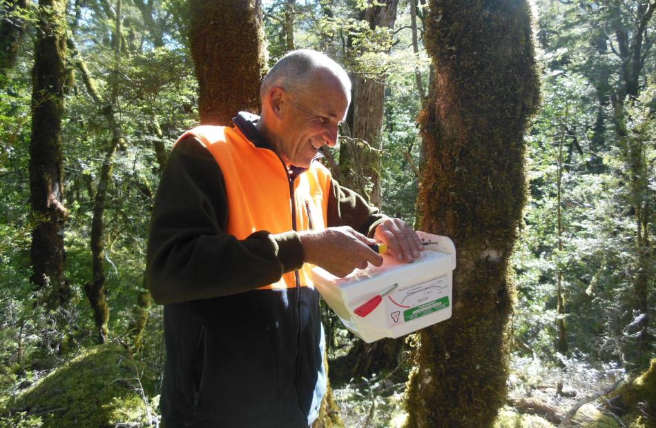 Matukituki Trust project manager Paul Hellebrekers attaching a trap to a tree. 