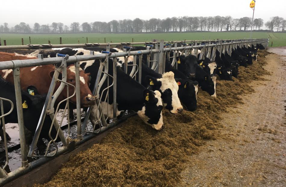 Cows eat silage on a topless cubicle in Ireland. 