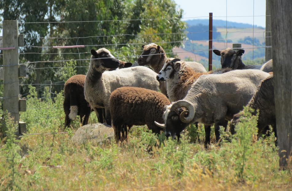 Stewart Island sheep tend to be cautious around people. 