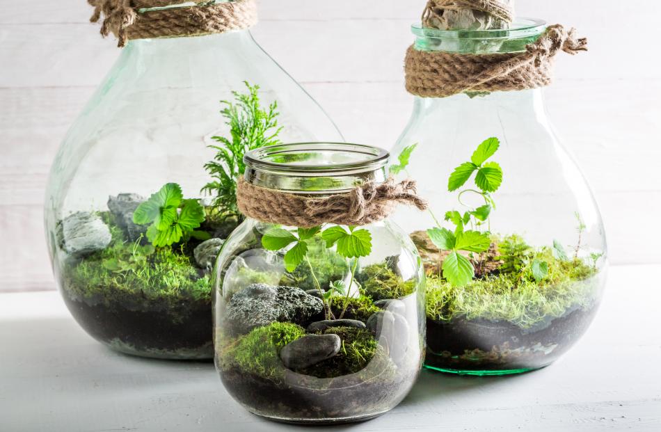 Almost any jar, vase, or vessel can be used for a terrarium. 