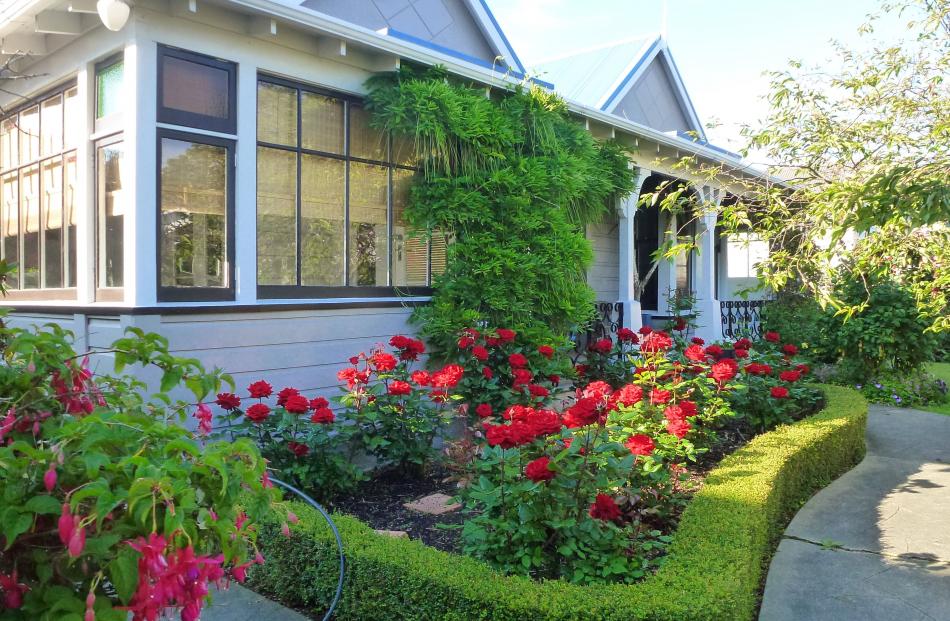 The hybrid tea rose, Crimson Bouquet, flowers all summer. PHOTO: KIM DUNGEY