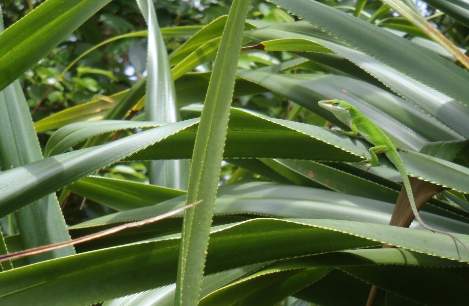 A green lizard on green leaves.