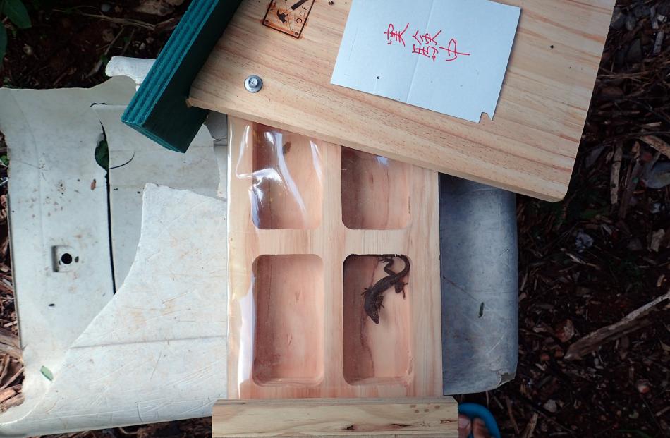 A  green anole is successfully lured into a weta house. The Japanese phrase on the house says ‘...