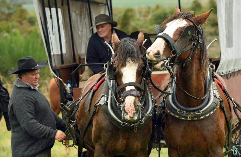 Jim Crawford checks the harness, watched by Graham Kenny, on the Cobb and Co heavy wagon trail.
