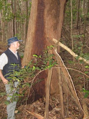 Mr Healy examining a stick formation allegedly a territorial marker left by a yowie (the...