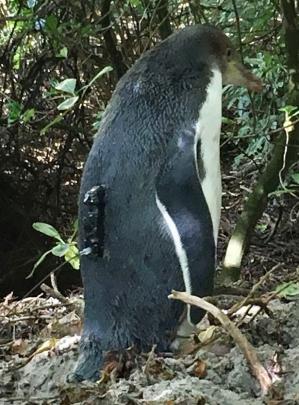 A yellow-eyed penguin chick with a satellite tag attached to its lower back.  Photos: Jessica Abt