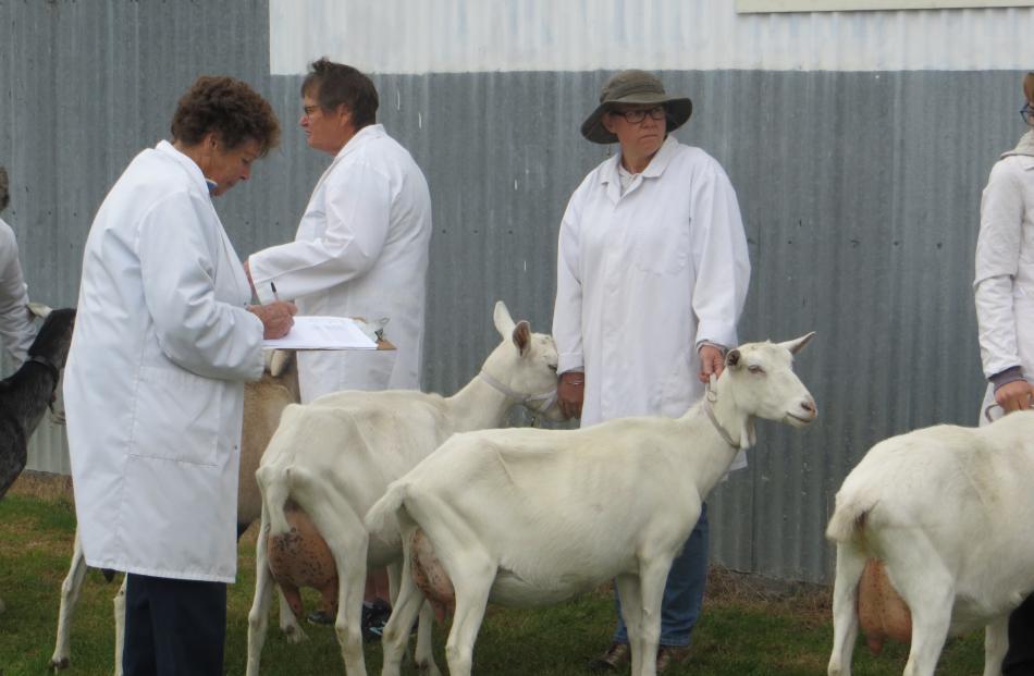 Dairy goat judge Lorraine Youngman inspects entries at the Methven show. Photos: Toni Williams