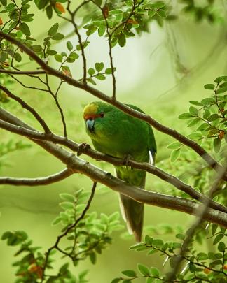 Otago Wildlife Photographer of the Year WINNER
...