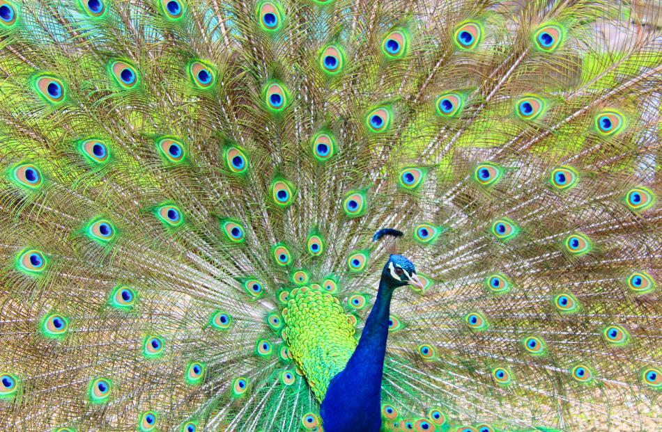 Category: Animal
...