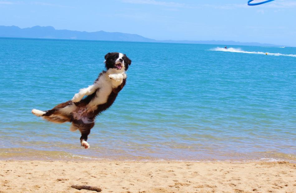 Category: Pet
...