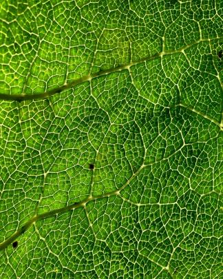 Category: Plant
...