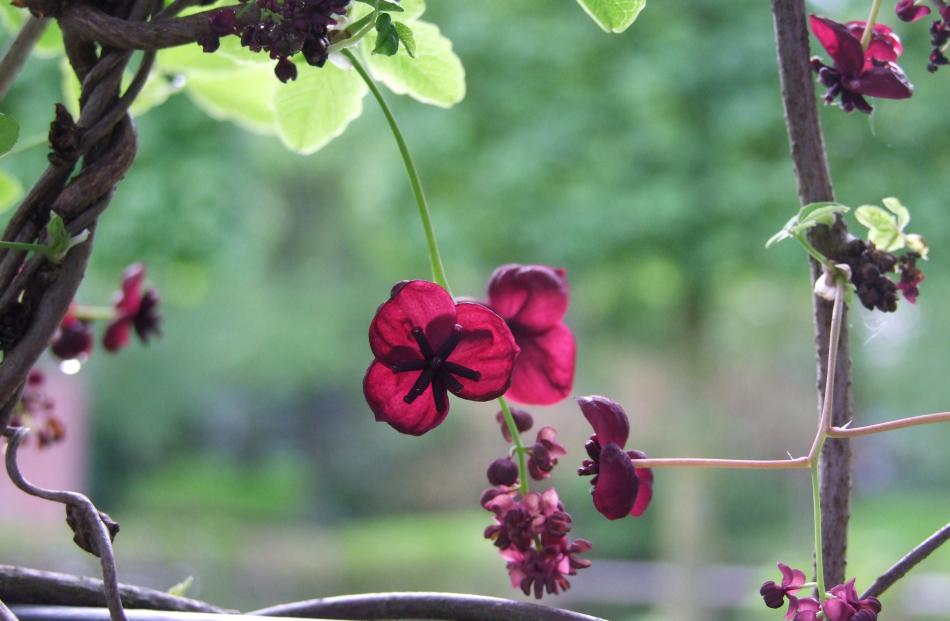 The flowers of chocolate vine (Akebia quinata) have a chocolate-vanilla perfume. Photos: Gillian...