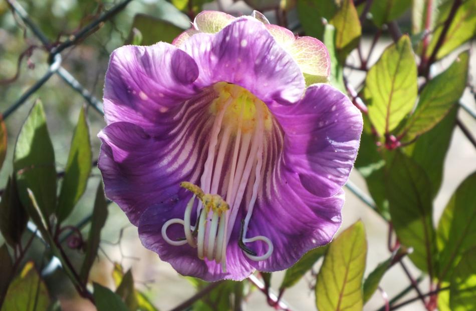 Although popular in England, cathedral bells (Cobea scandens) can no longer be sold in New Zealand. 