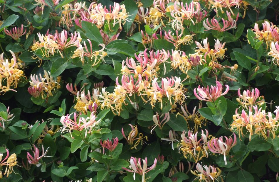 English honeysuckle (lonicera periclymenum) can be grown with a clear conscience, while the...