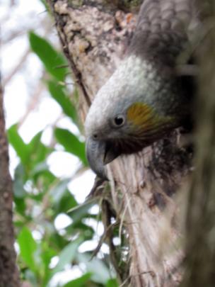 It doesn't take long for the first kaka to arrive at the feeding station in the morning. Photos:...