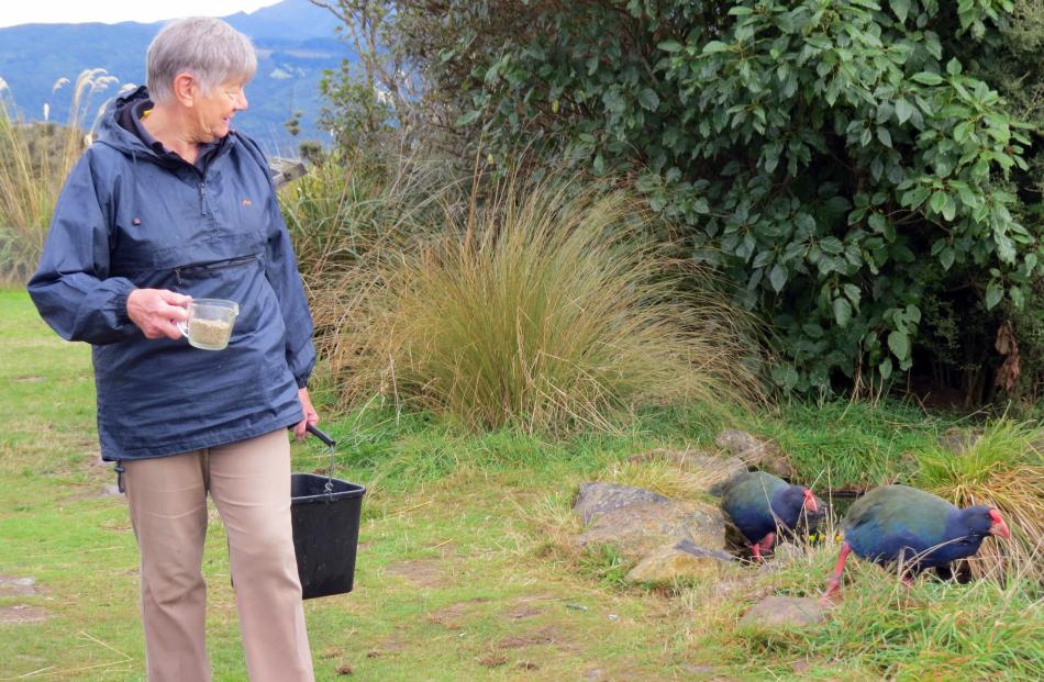 The takahe come running for their daily half-cup of pellets. 