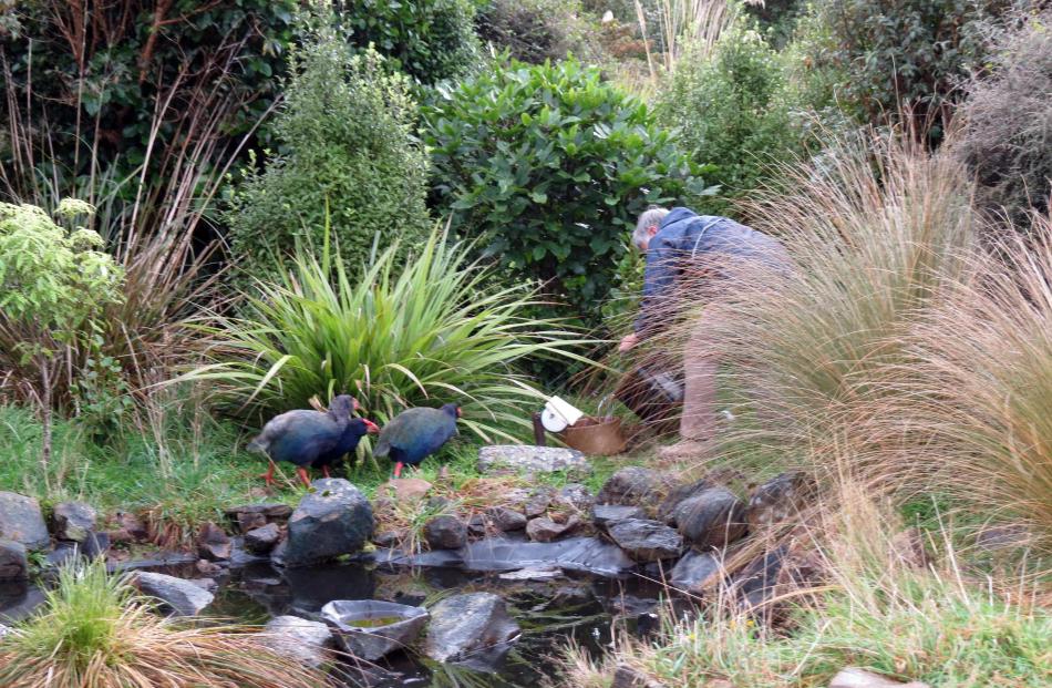 Fresh water in a clean bowl is part of the routine, though the birds happily drink from the pond...