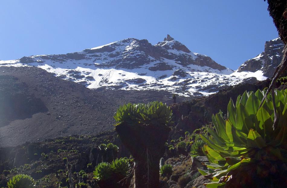 As well as the huge lobelias, Mt Kenya (5199m) is home to giant groundsels. Photo: Wikipedia