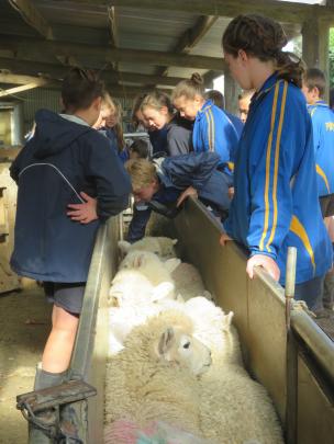 The school pupils get a chance to touch growing wool as Newhaven Farms sheep are run up the race. 
