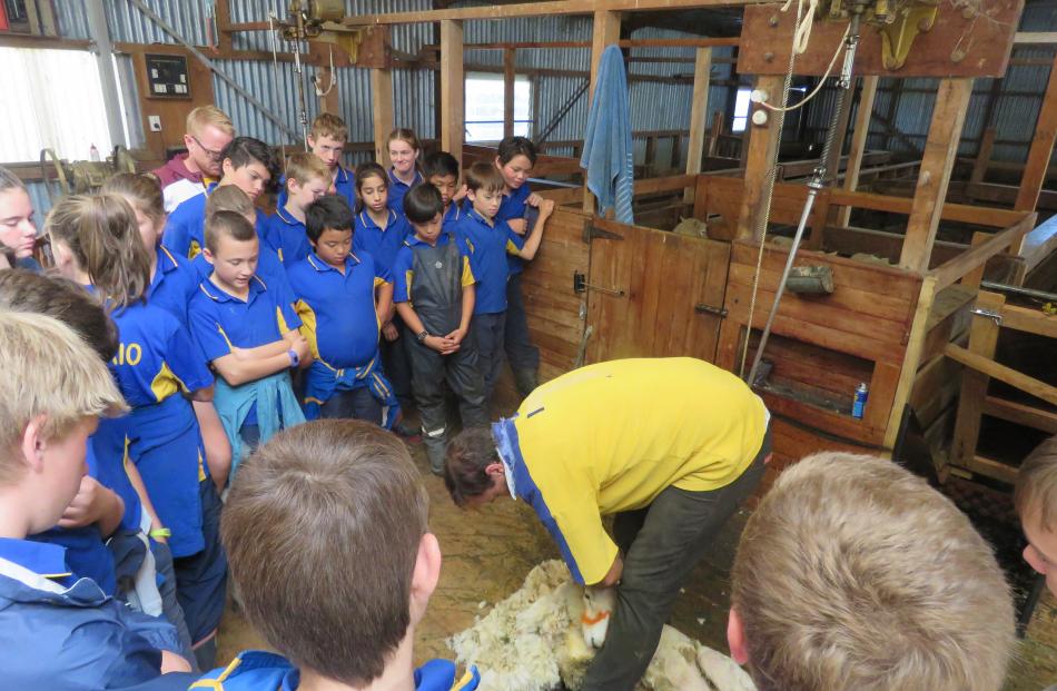 Blair Smith shears a sheep in front of fascinated Papakaio School onlookers. Photos: Supplied