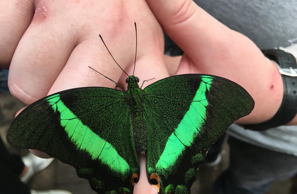 Now that's what I call a butterfly! One of the recently hatched green ones (sorry for the lack of detail) at the Otago Museum's Tropical Forest at the weekend. 