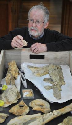 University of Otago paleontologist Prof Ewan Fordyce holds a distinctive whale ear bone fossil...