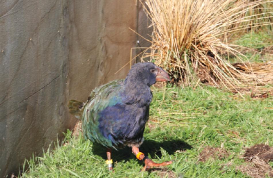 Te Anau Bird Sanctuary’s new Takahe chick, Timata. Photos: Julie Walls

