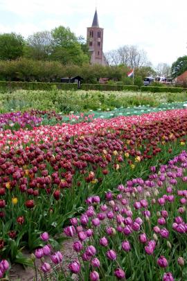 At Hortus Bulborum, in the Netherlands, tulip species and old cultivars are on show in spring....