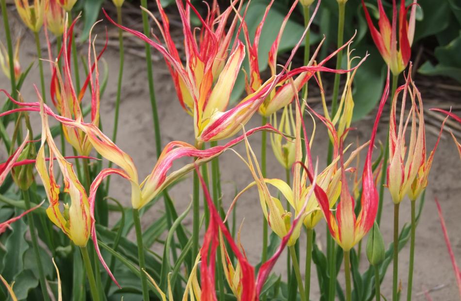The fire flame tulip (Tulipa acuminata) was found in Turkey in 1813.